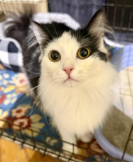 VIXEN, an adopted Domestic Medium Hair in Lake Ozark, MO image 4/4