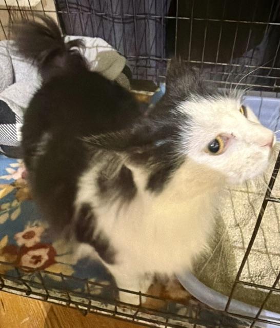 VIXEN, an adopted Domestic Medium Hair in Lake Ozark, MO image 3/4