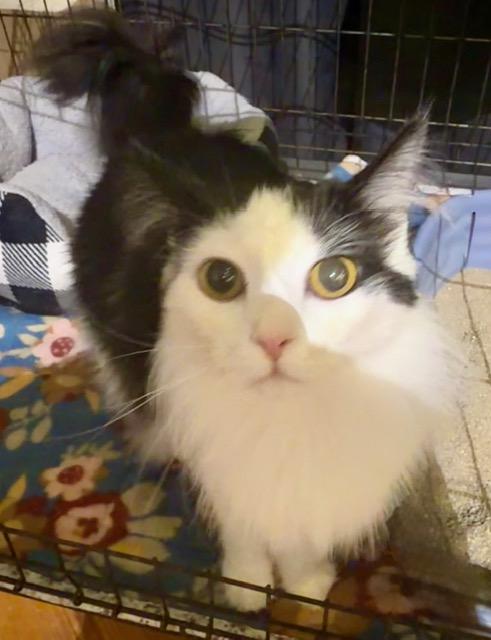 VIXEN, adopted, Young Female Domestic Medium Hair.