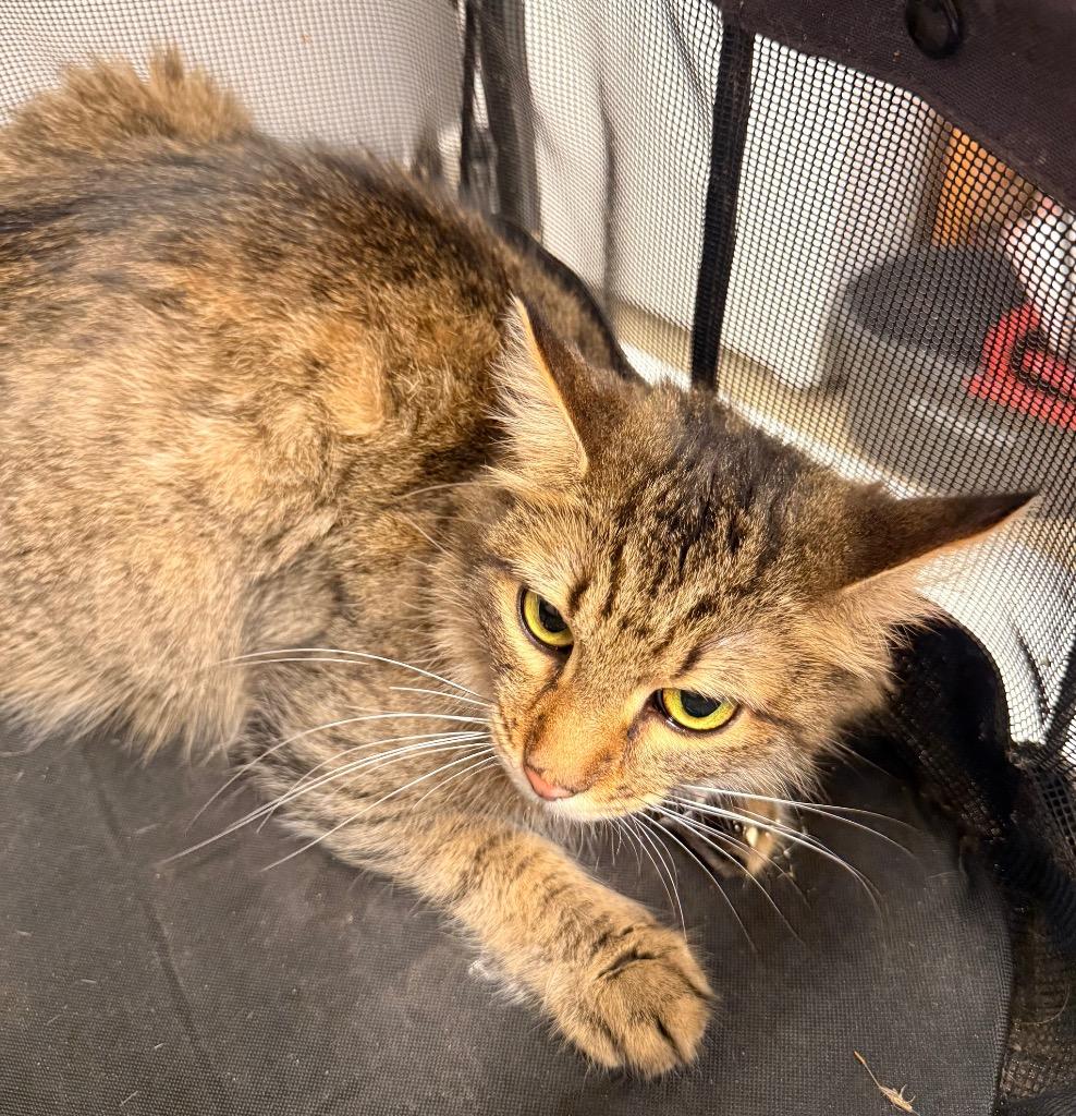Kibbles, Adoptable, Young Female Domestic Medium Hair.