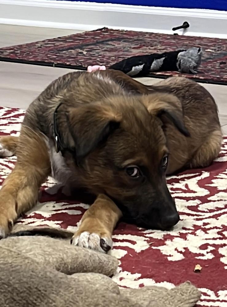 26-022 Wesley, Adoptable, Puppy Male Shepherd & Shepherd.