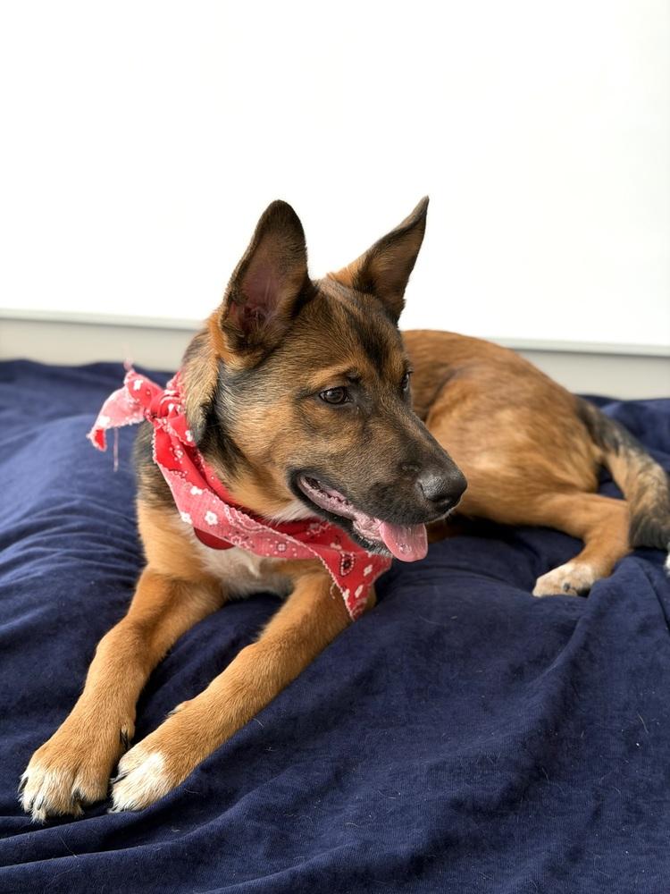 26-022 Wesley, Adoptable, Puppy Male Australian Cattle Dog / Blue Heeler & Shepherd.