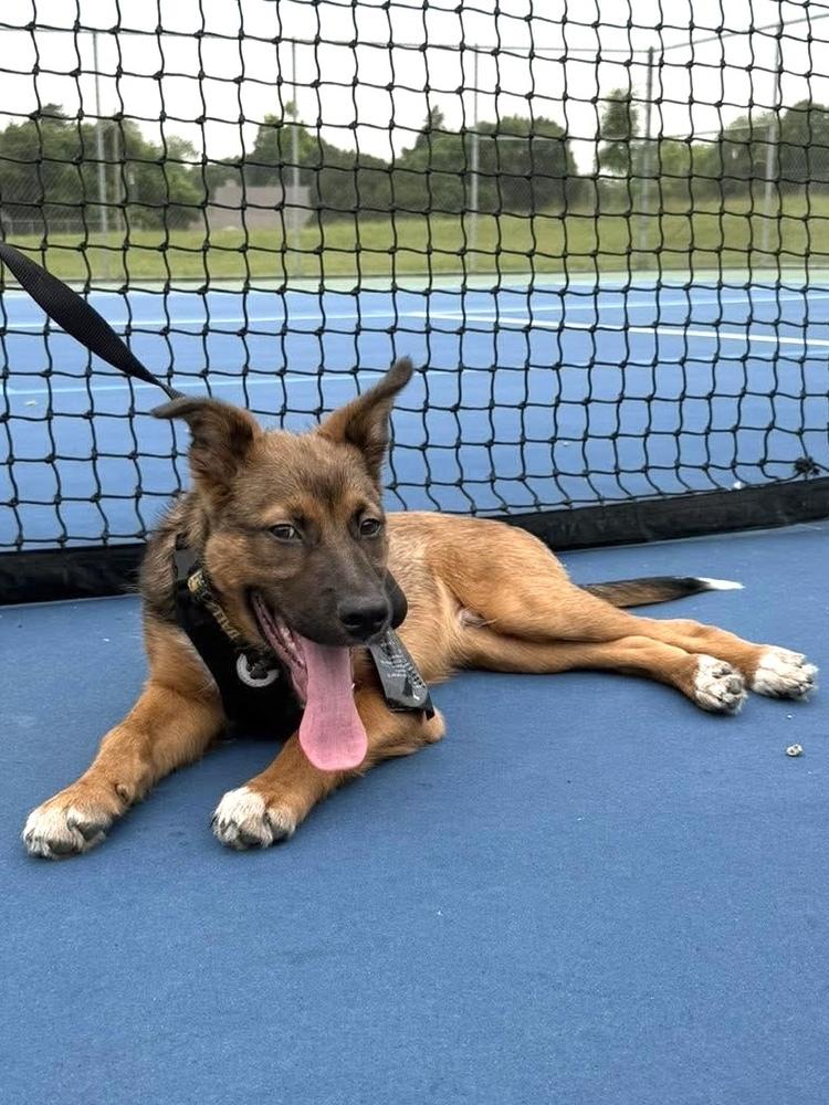 26-022 Wesley, a Adoptable mixed breed in Richardson, TX image 2/6