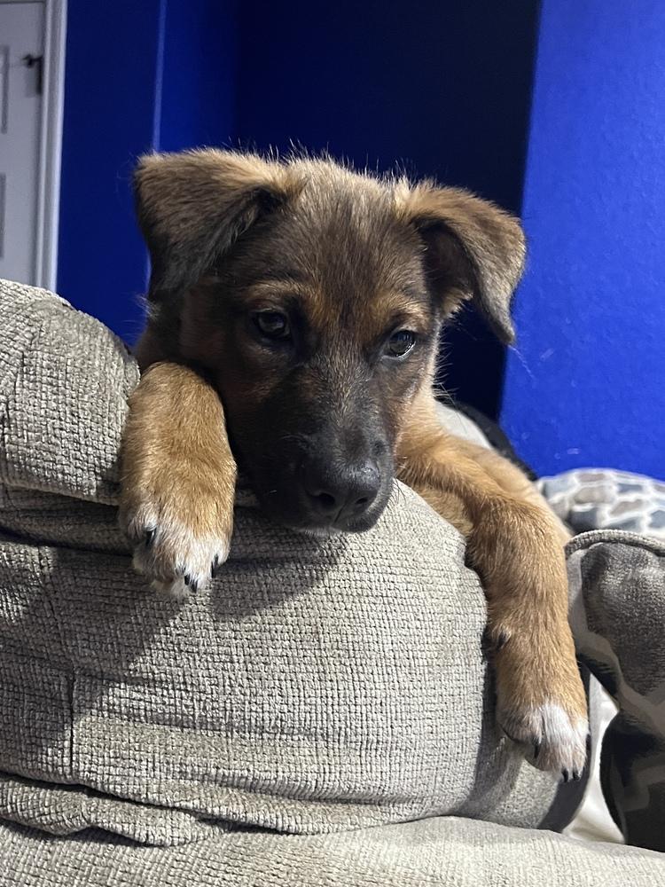 26-022 Wesley, a Adoptable mixed breed in Richardson, TX image 3/6