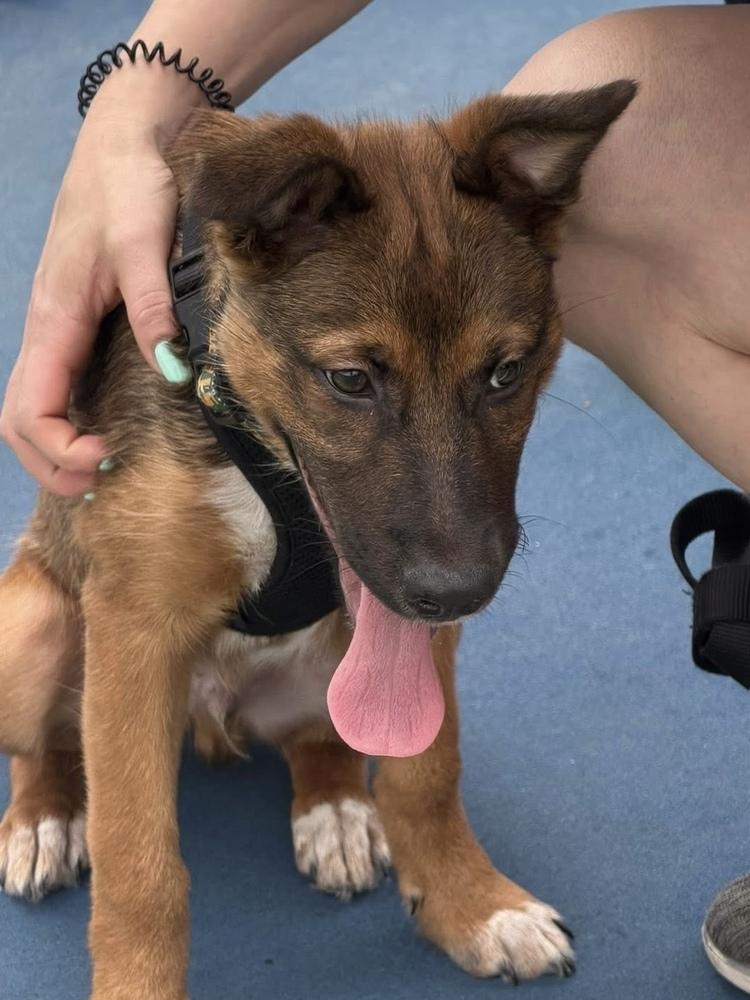 26-022 Wesley, a Adoptable mixed breed in Richardson, TX image 4/6