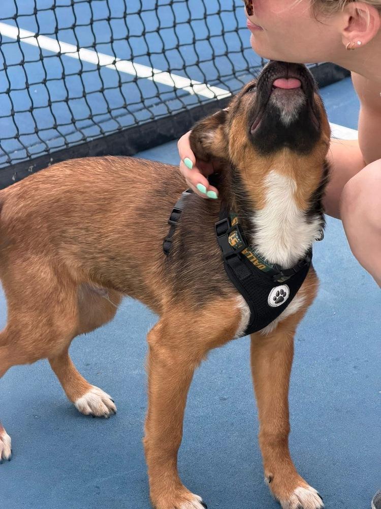 26-022 Wesley, a Adoptable mixed breed in Richardson, TX image 5/6