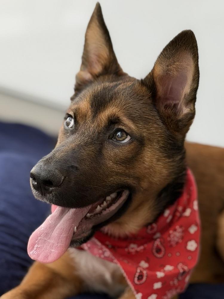 26-022 Wesley, a Adoptable mixed breed in Richardson, TX image 3/6