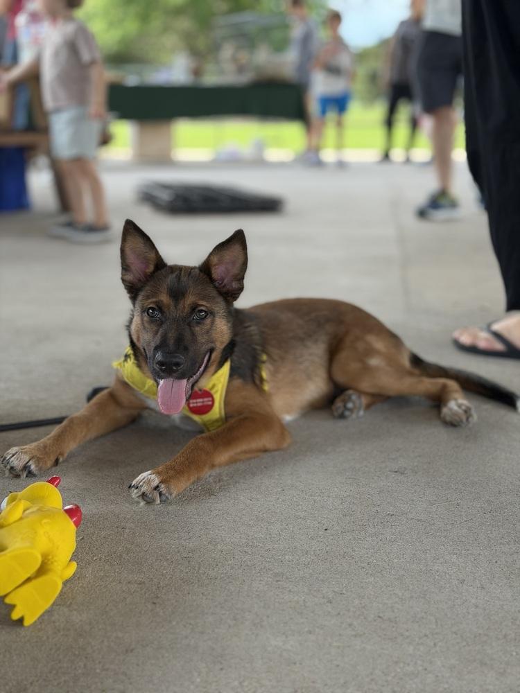 26-022 Wesley, a Adoptable mixed breed in Richardson, TX image 4/6