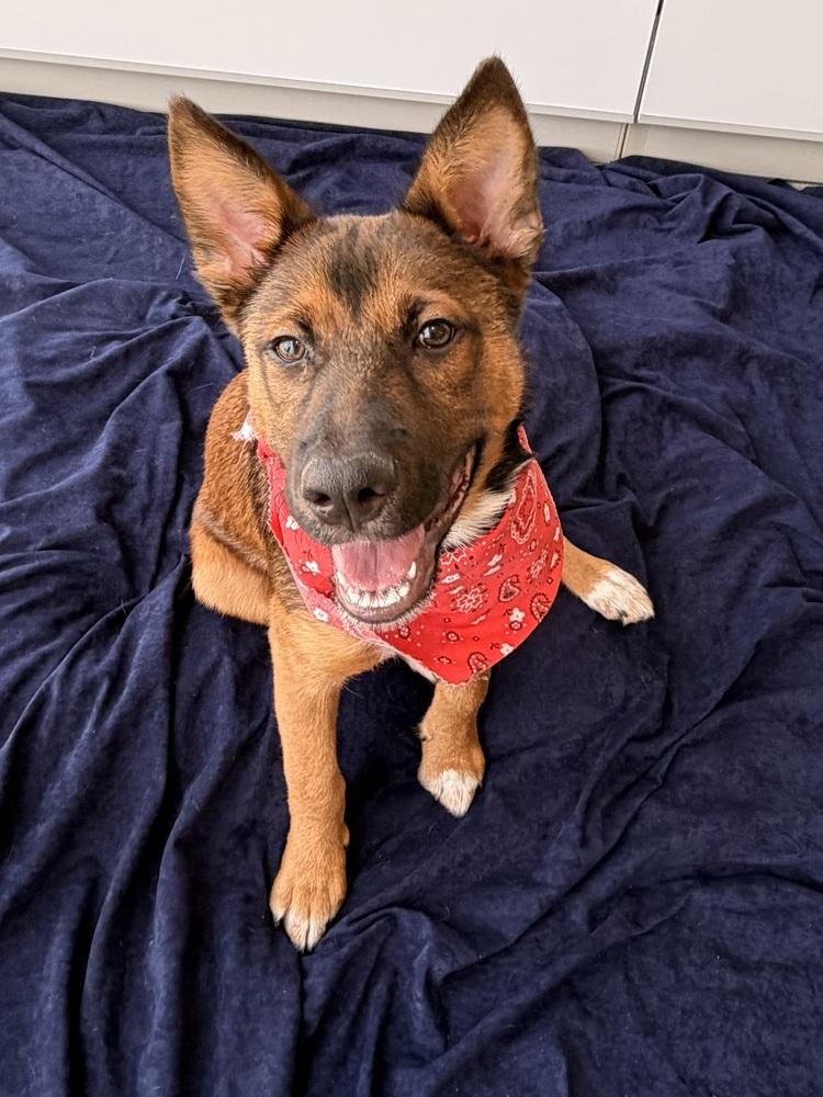 26-022 Wesley, a Adoptable mixed breed in Richardson, TX image 5/6