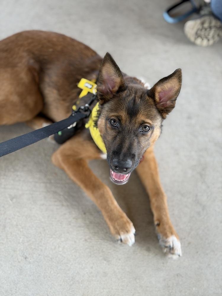 26-022 Wesley, a Adoptable mixed breed in Richardson, TX image 6/6