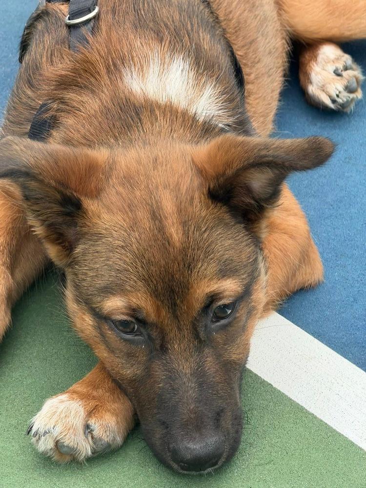 26-022 Wesley, a Adoptable mixed breed in Richardson, TX image 6/6