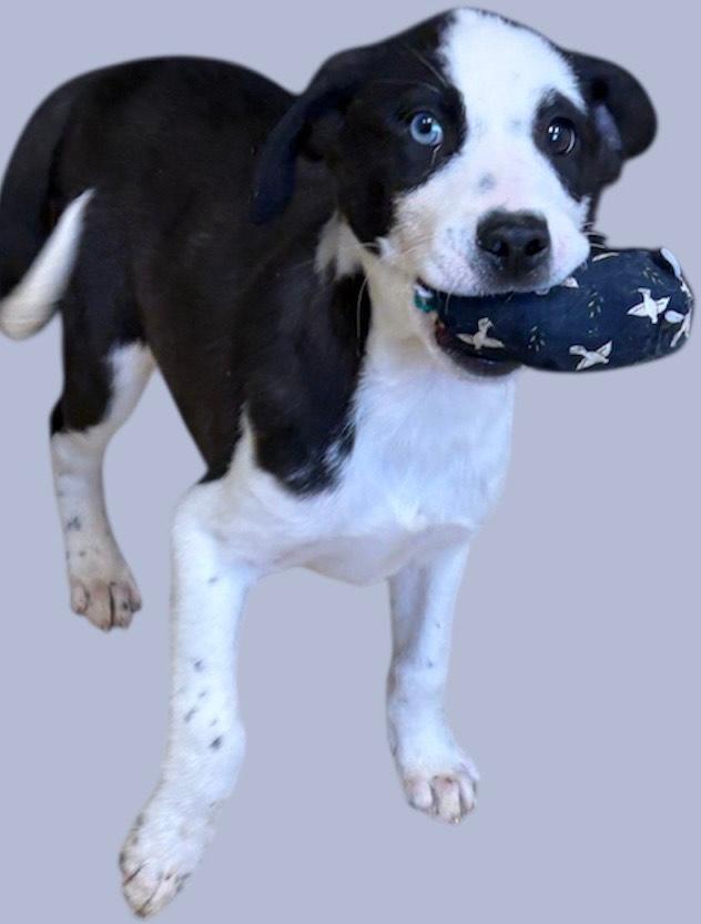 Enlarge Bunga, an adopted Husky in New Castle, IN image 1/1