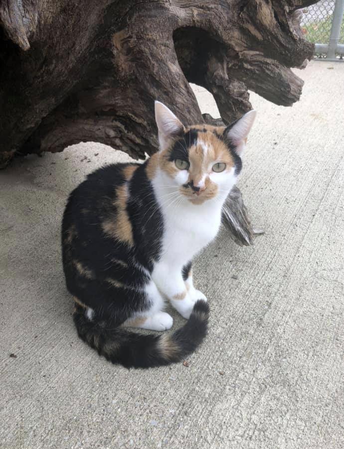 Sycamore   - Must Apply in Person, Adoptable, Adult Female Calico & Domestic Short Hair.
