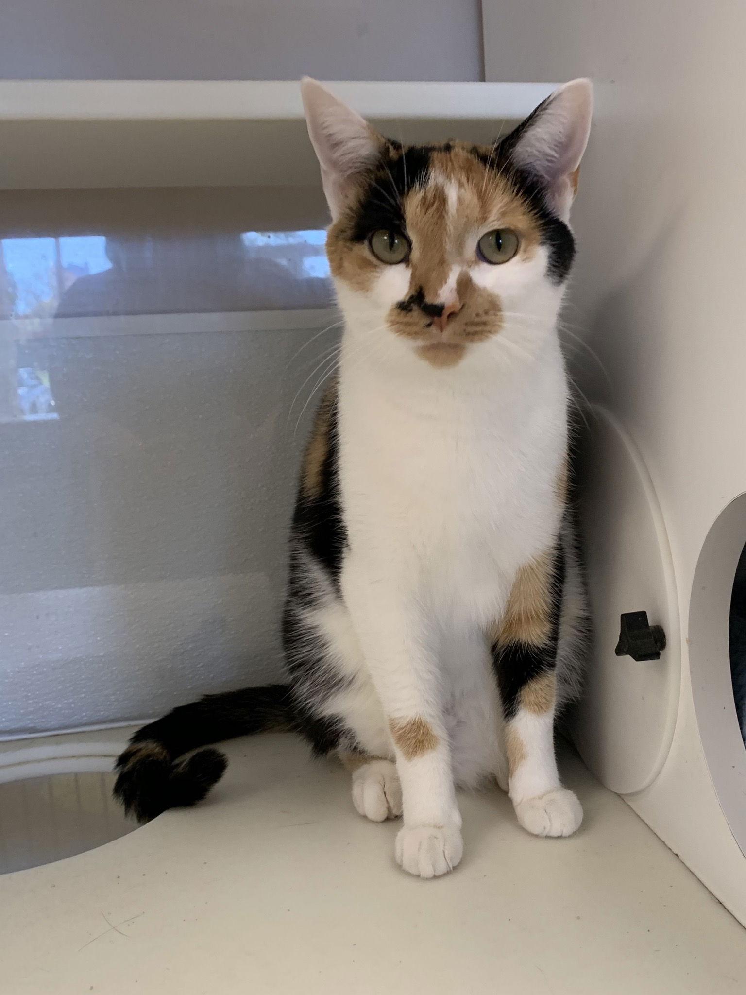 Enlarge Sycamore   - Must Apply in Person, a Adoptable mixed breed in Georgetown, KY image 1/3