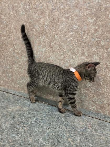 Mara, Adoptable, Kitten Female Domestic Short Hair & Domestic Short Hair.