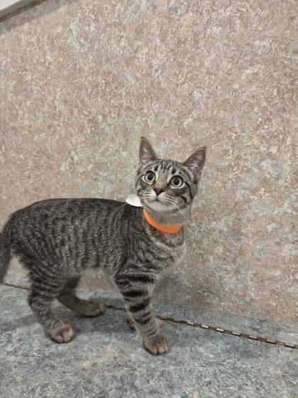 Mara, a Adoptable mixed breed in Scottsbluff, NE image 2/3