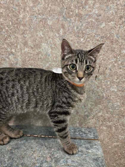 Mara, a Adoptable mixed breed in Scottsbluff, NE image 3/3
