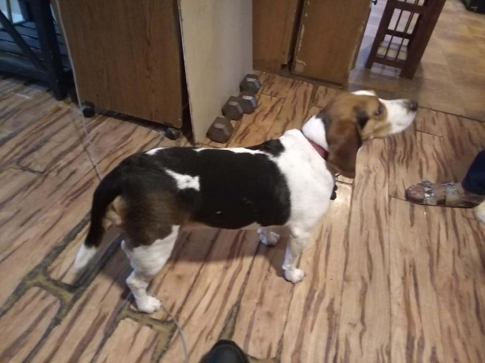 Sadie, Adoptable, Young Female Beagle.