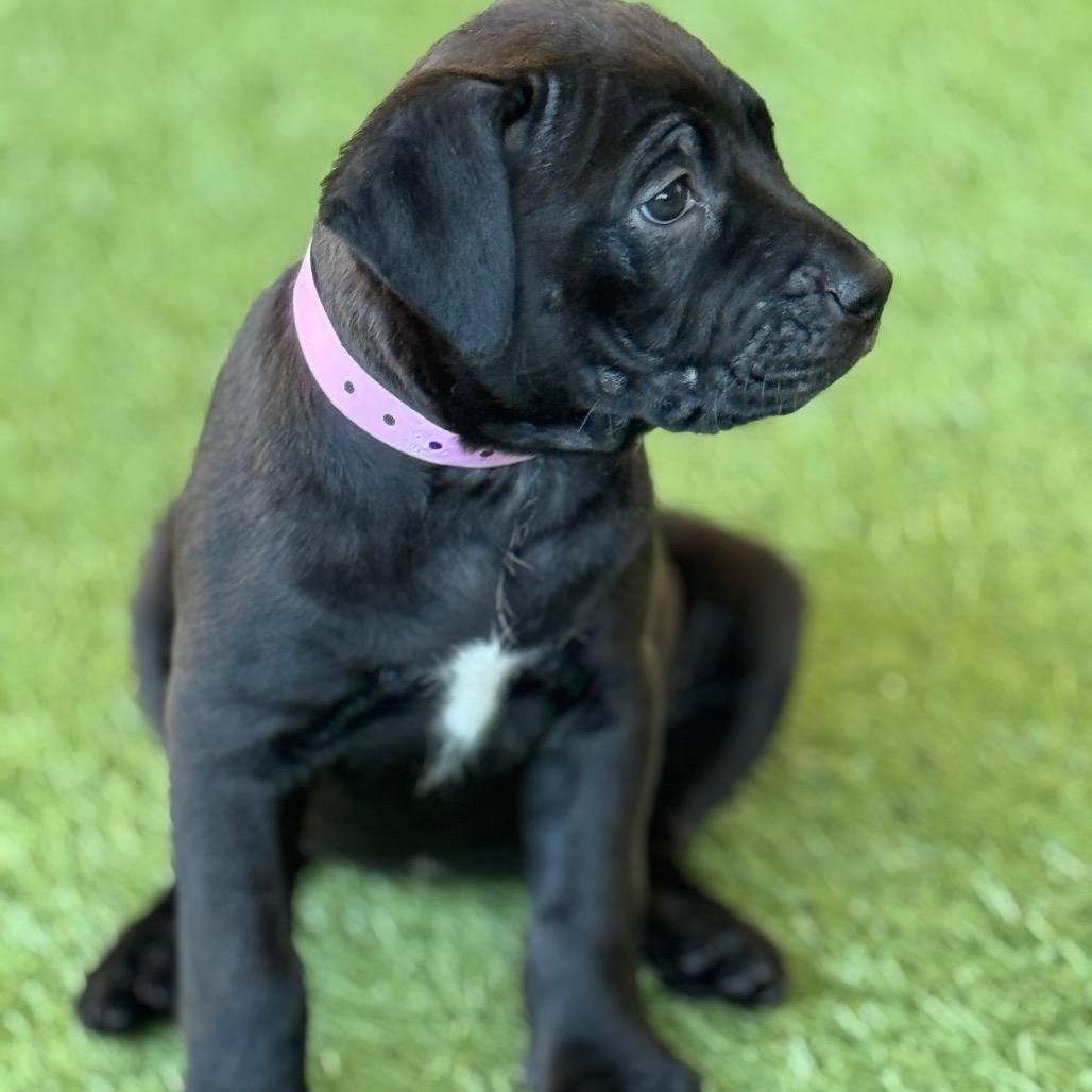 DUCKY, a Adoptable mixed breed in Wellington, FL image 1/5