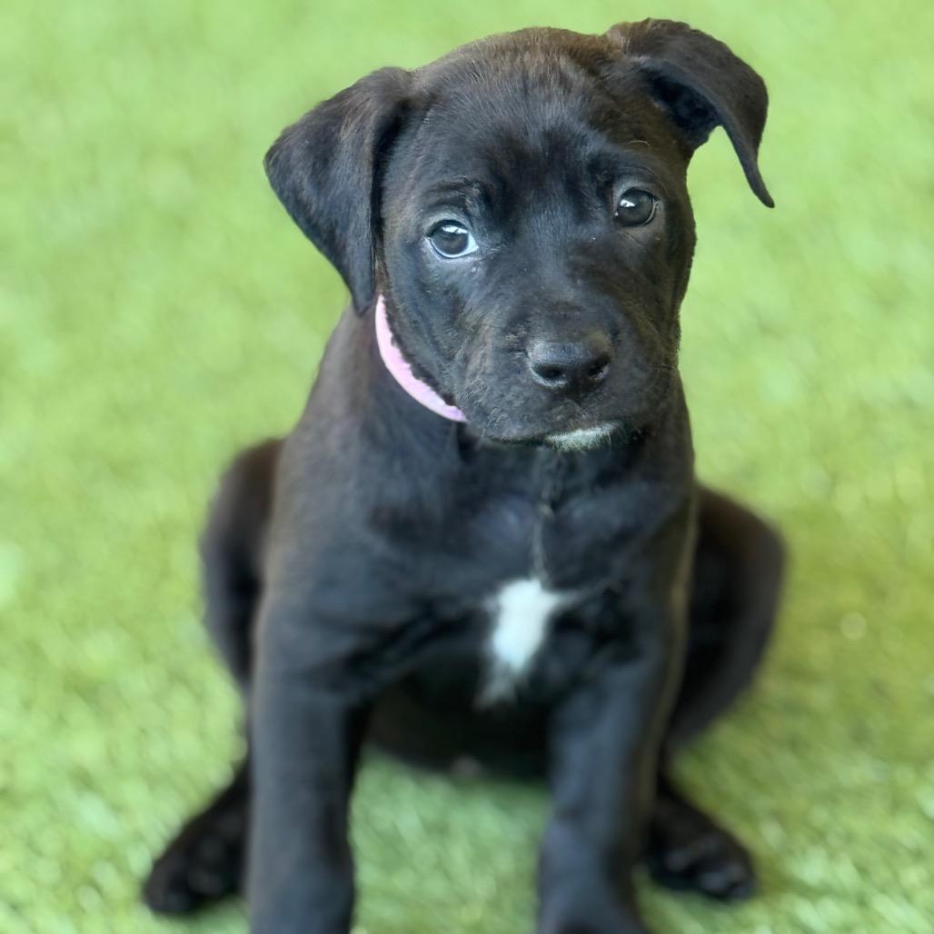 DUCKY, a Adoptable mixed breed in Wellington, FL image 3/5