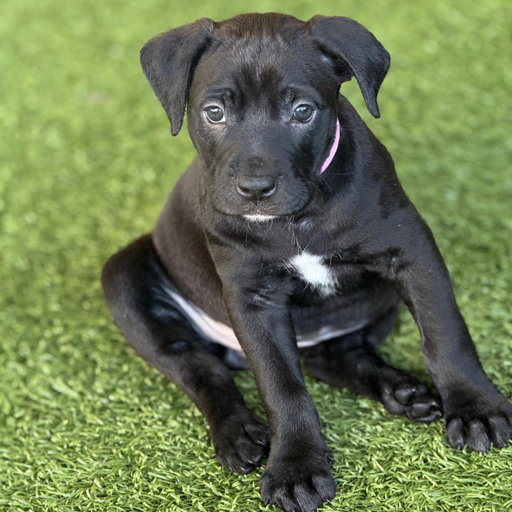 DUCKY, a Adoptable mixed breed in Wellington, FL image 4/5