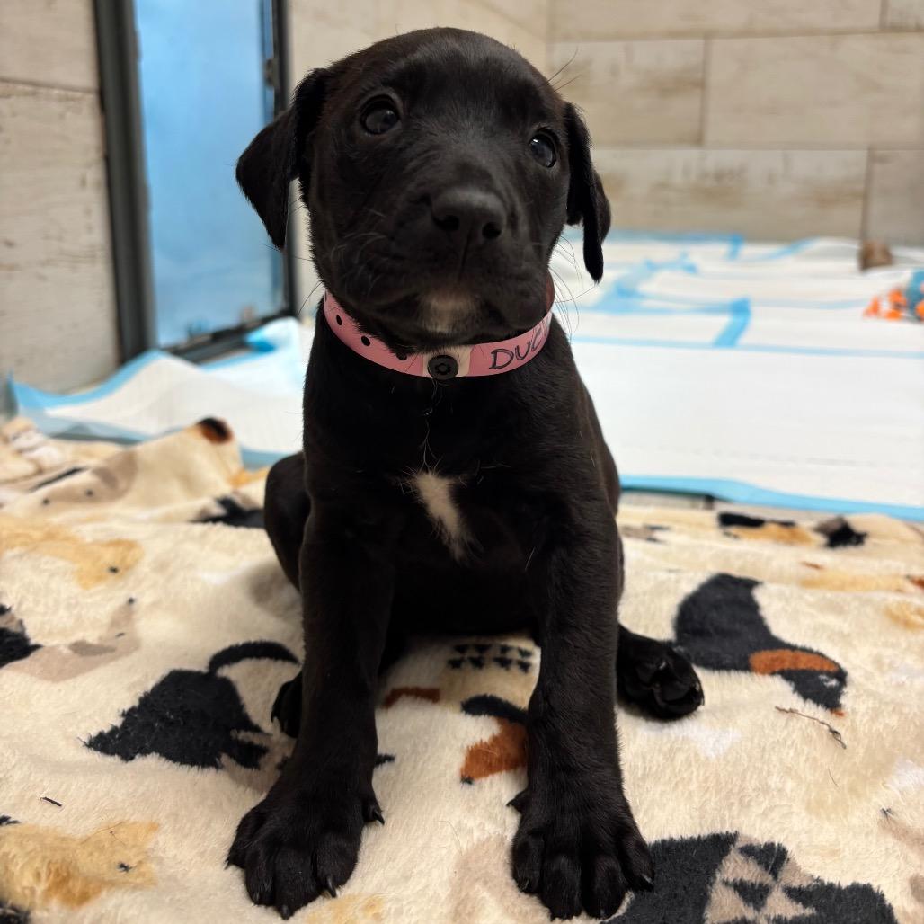 DUCKY, a Adoptable mixed breed in Wellington, FL image 5/5