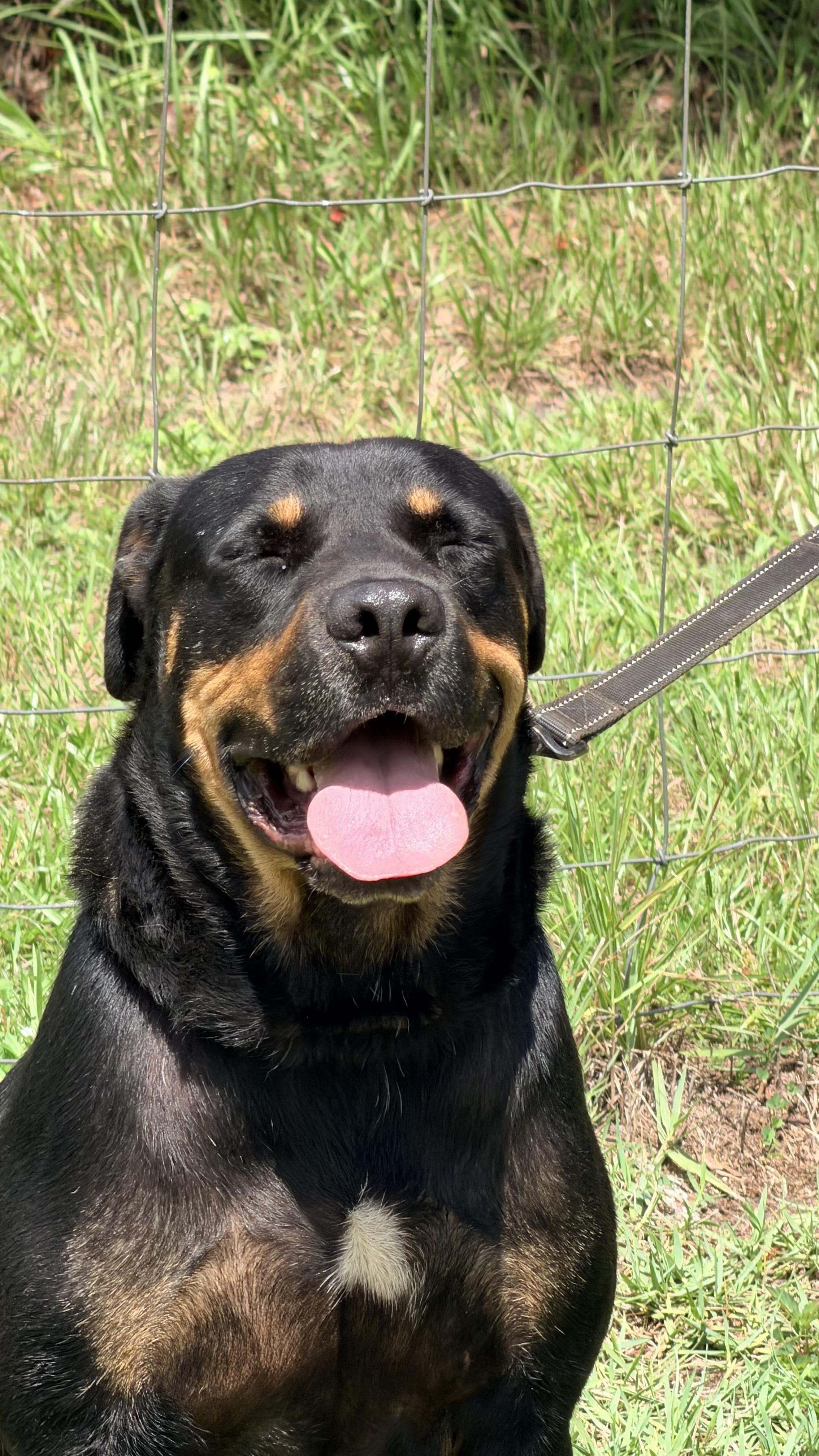 Enlarge Rocky, a Adoptable mixed breed in Jacksonville, FL image 3/4