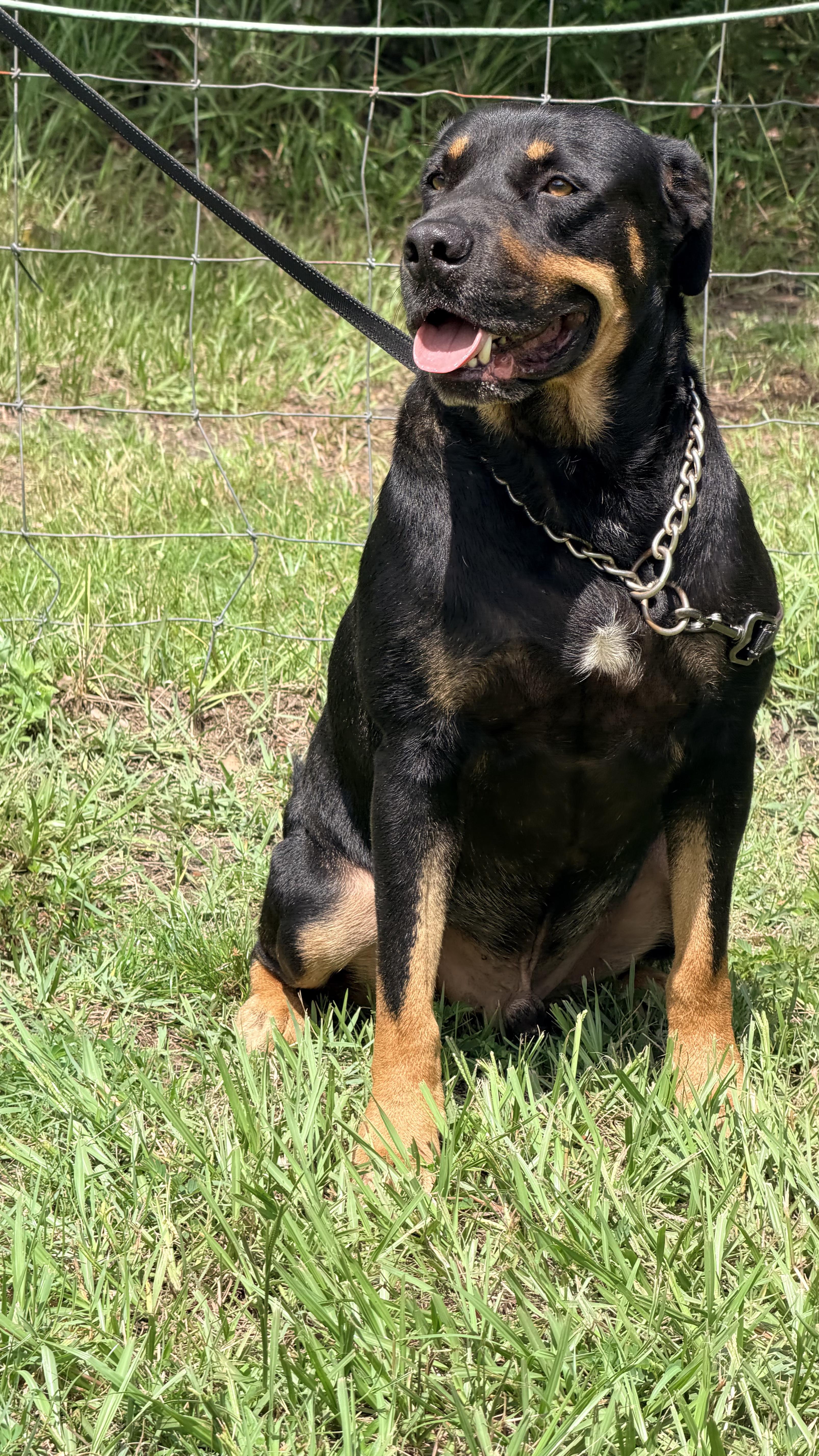 Enlarge Rocky, a Adoptable mixed breed in Jacksonville, FL image 2/4