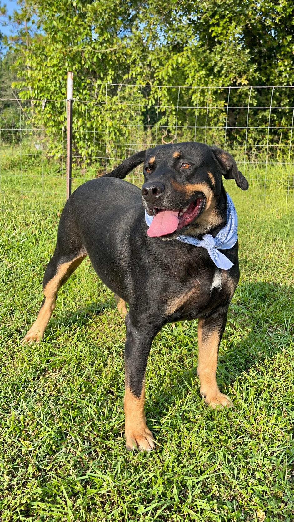 Enlarge Rocky, a Adoptable mixed breed in Jacksonville, FL image 1/4
