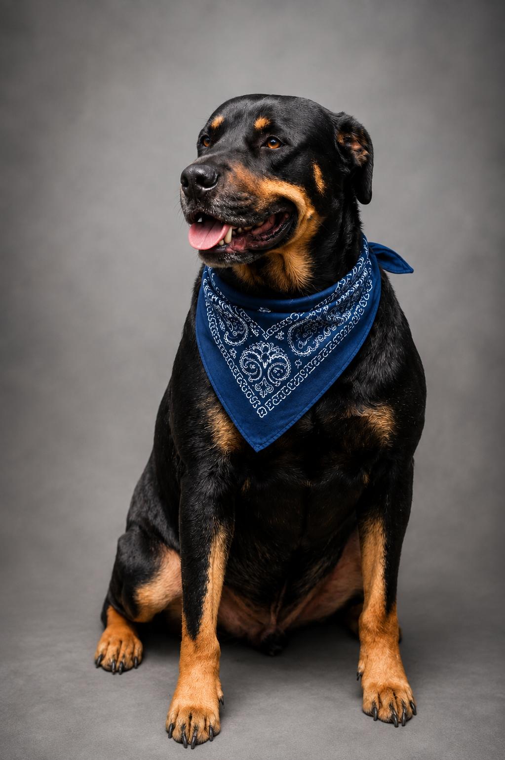 Rocky, a ADOPTABLE mixed breed in Jacksonville, FL image 1/2