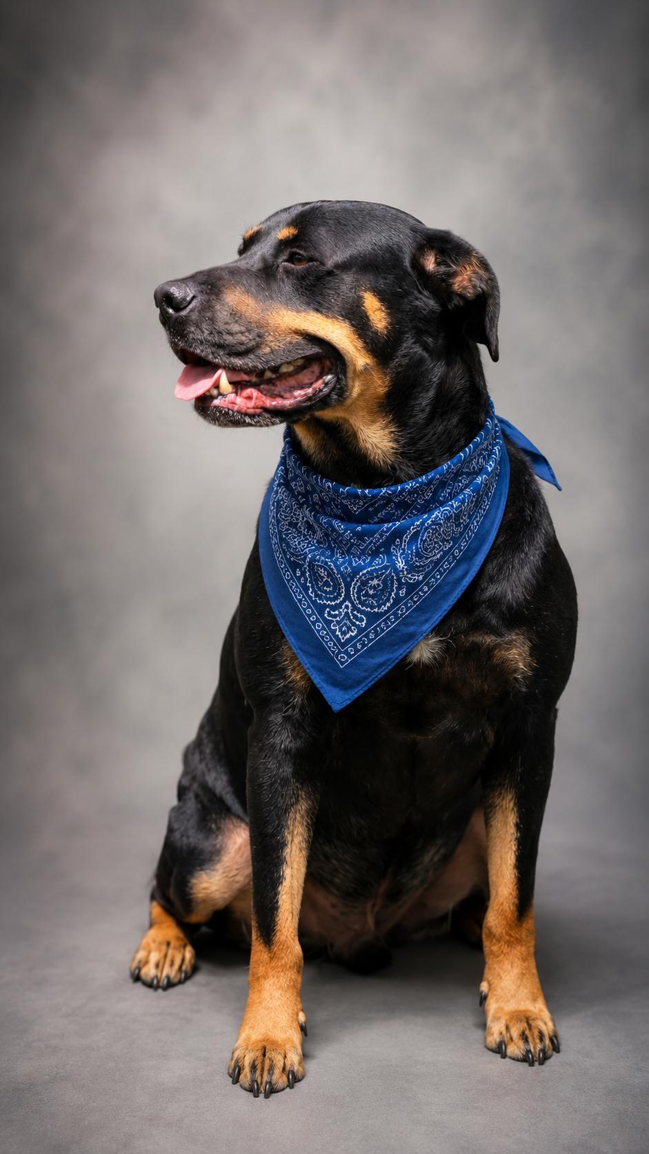 Rocky, a ADOPTABLE mixed breed in Jacksonville, FL image 2/2