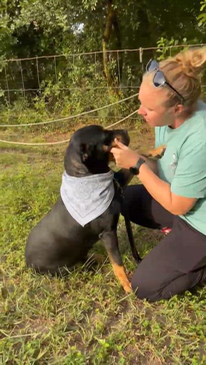 Enlarge Rocky, a Adoptable mixed breed in Jacksonville, FL video 4/4