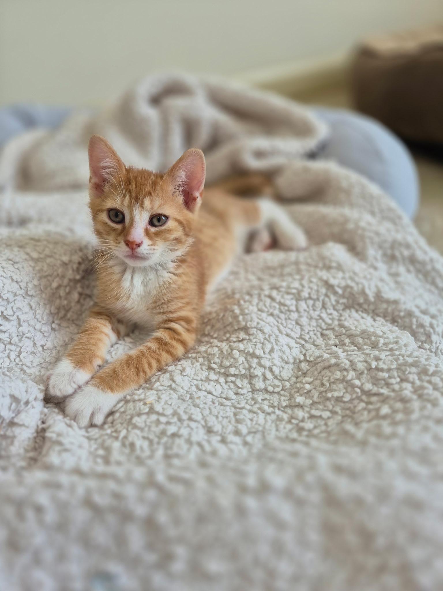 Enlarge Pumpkin, an adopted Domestic Short Hair in Philadelphia, PA image 1/2