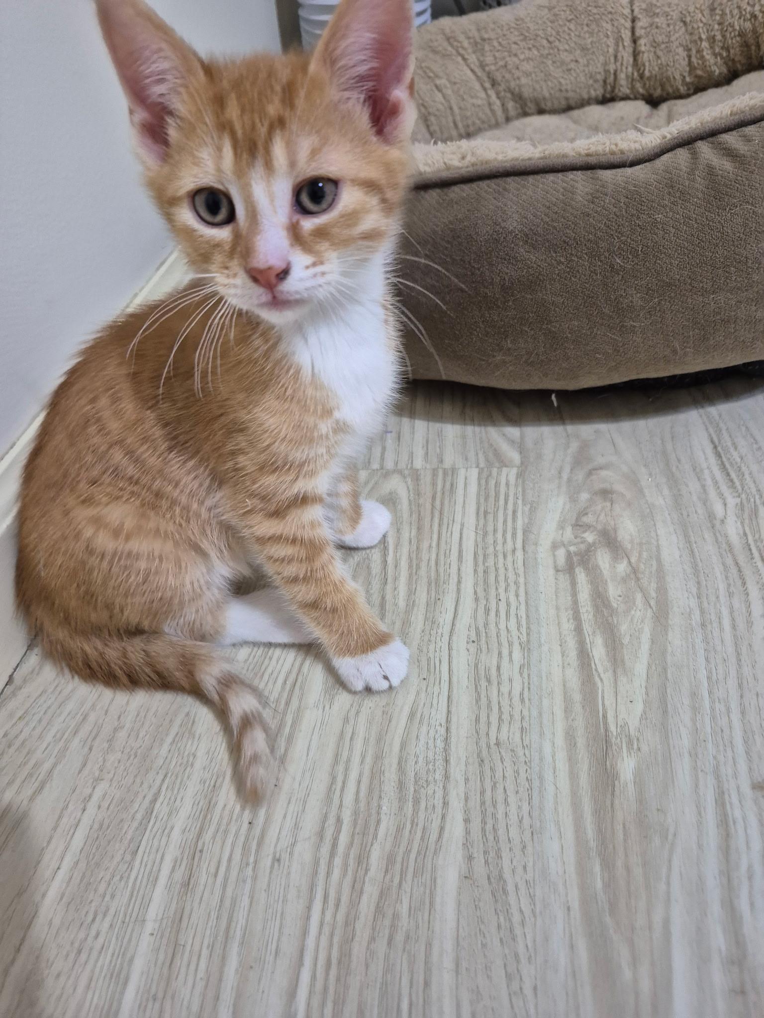 Enlarge Pumpkin, an adopted Domestic Short Hair in Philadelphia, PA image 2/2