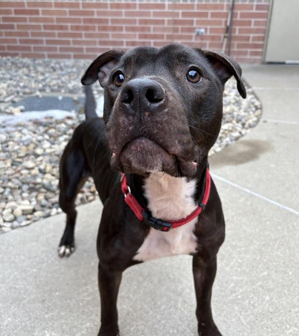 Enlarge Monello, a Adoptable mixed breed in Sioux City, IA image 2/6