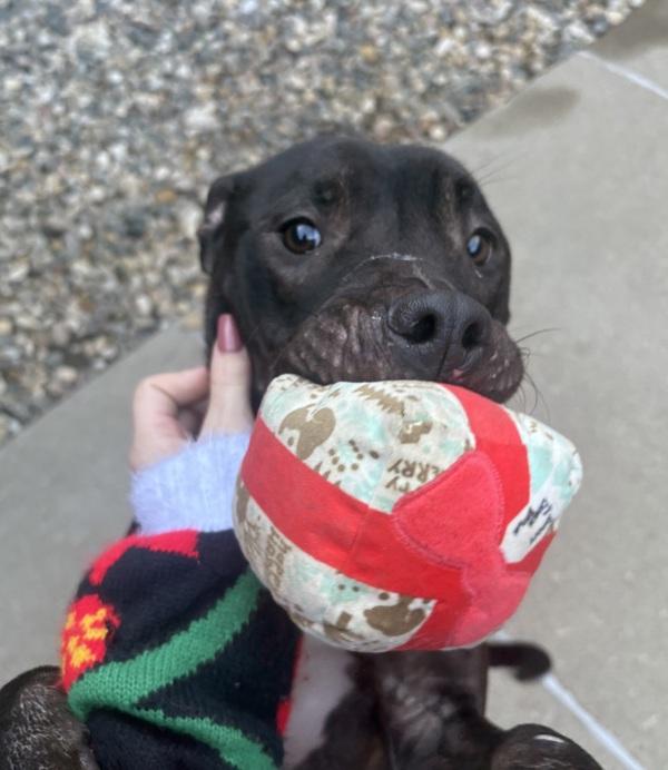 Monello, Adoptable, Adult Female Pit Bull Terrier.