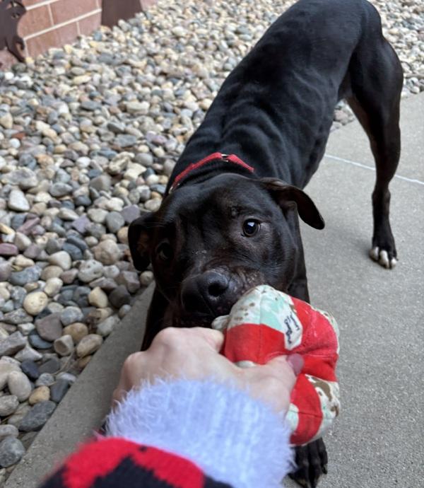 Enlarge Monello, a Adoptable mixed breed in Sioux City, IA image 3/6