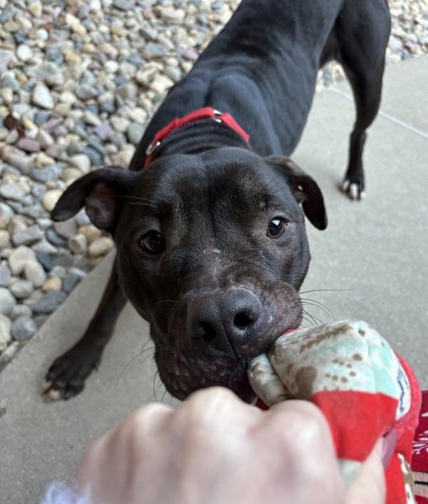 Enlarge Monello, a Adoptable mixed breed in Sioux City, IA image 4/6
