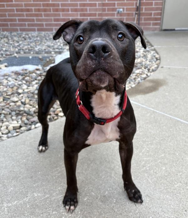 Enlarge Monello, a Adoptable mixed breed in Sioux City, IA image 5/6