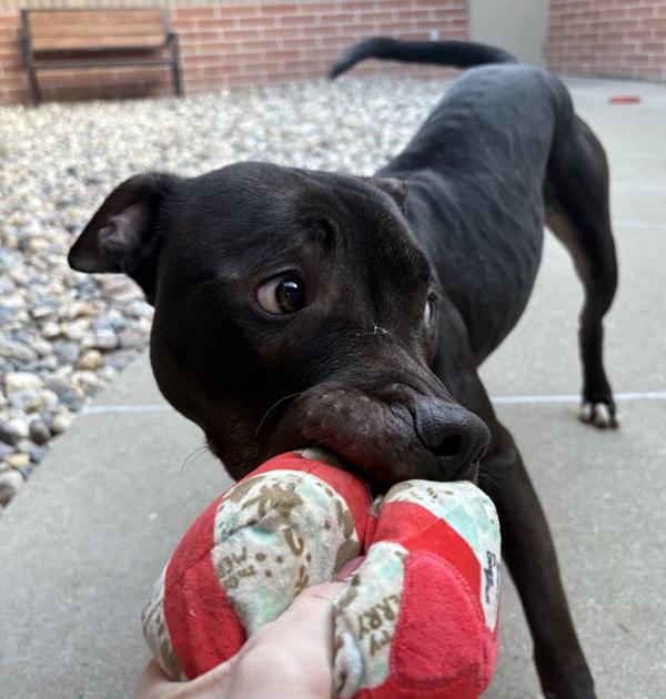 Enlarge Monello, a Adoptable mixed breed in Sioux City, IA image 6/6