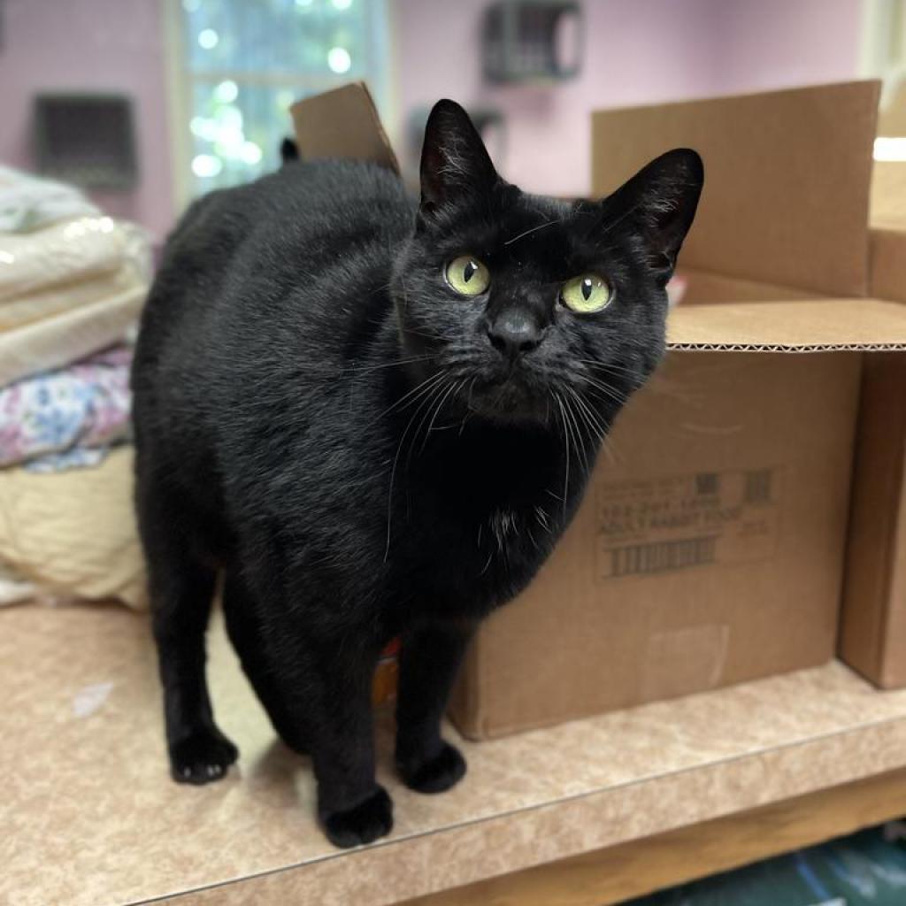 Ms. Jingles, Adoptable, Adult Female Domestic Short Hair.