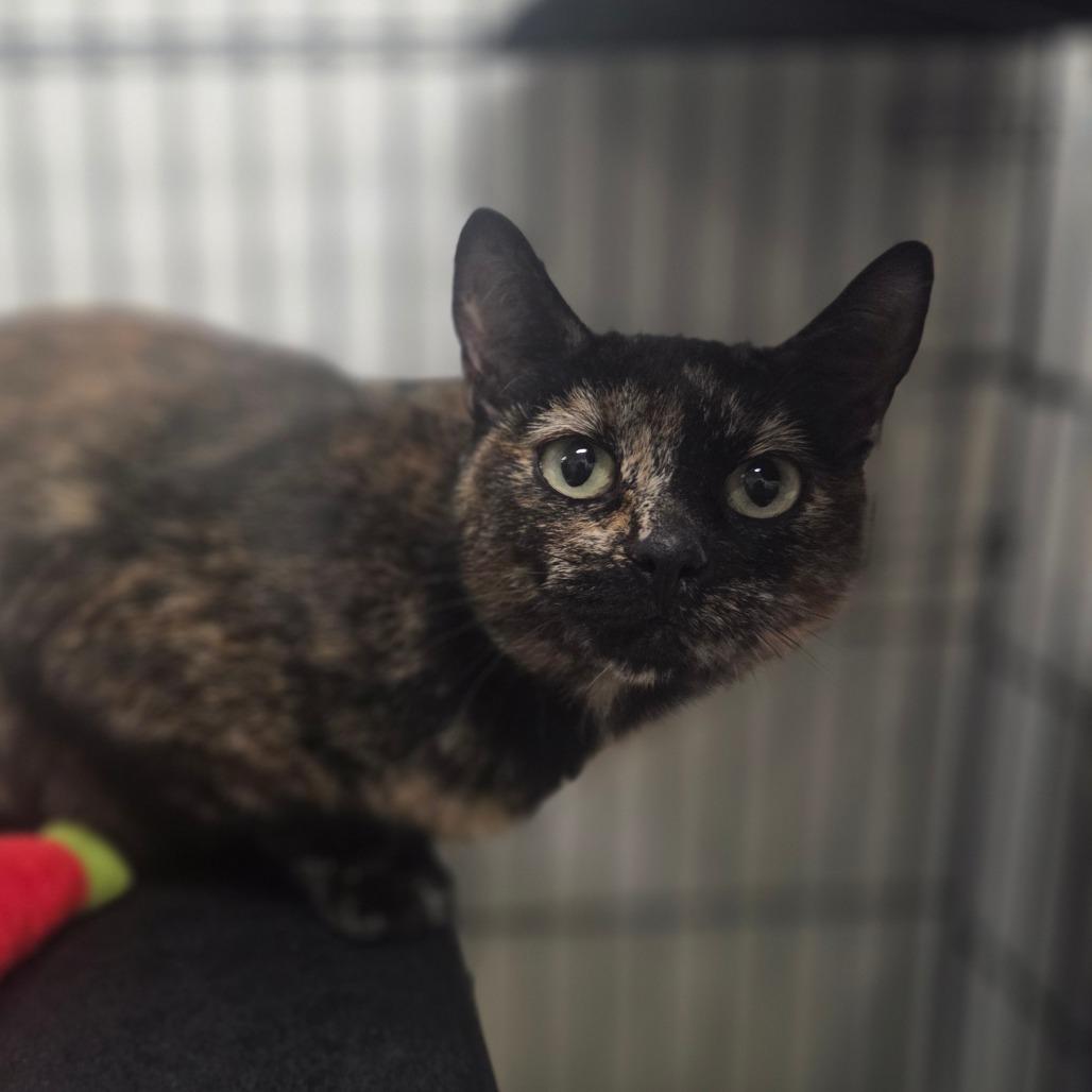 Enlarge Autumn, a Adoptable Domestic Short Hair in Priest River, ID image 1/4