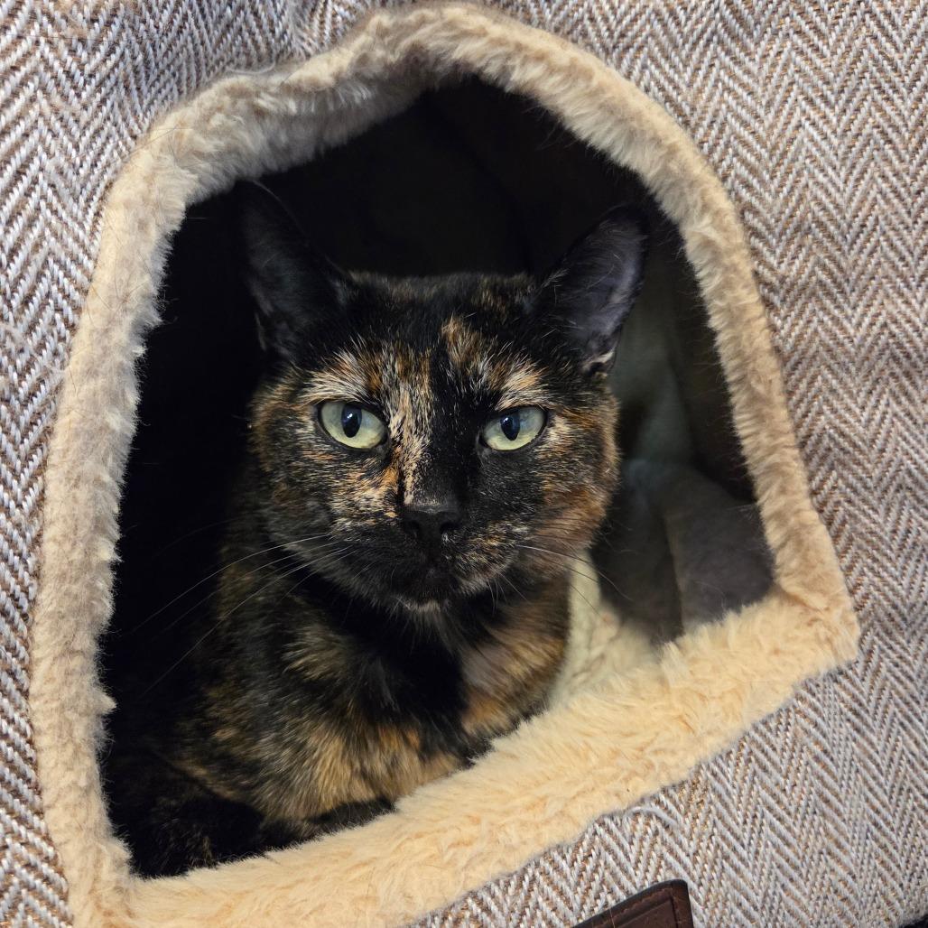 Enlarge Autumn, a Adoptable Domestic Short Hair in Priest River, ID image 2/4
