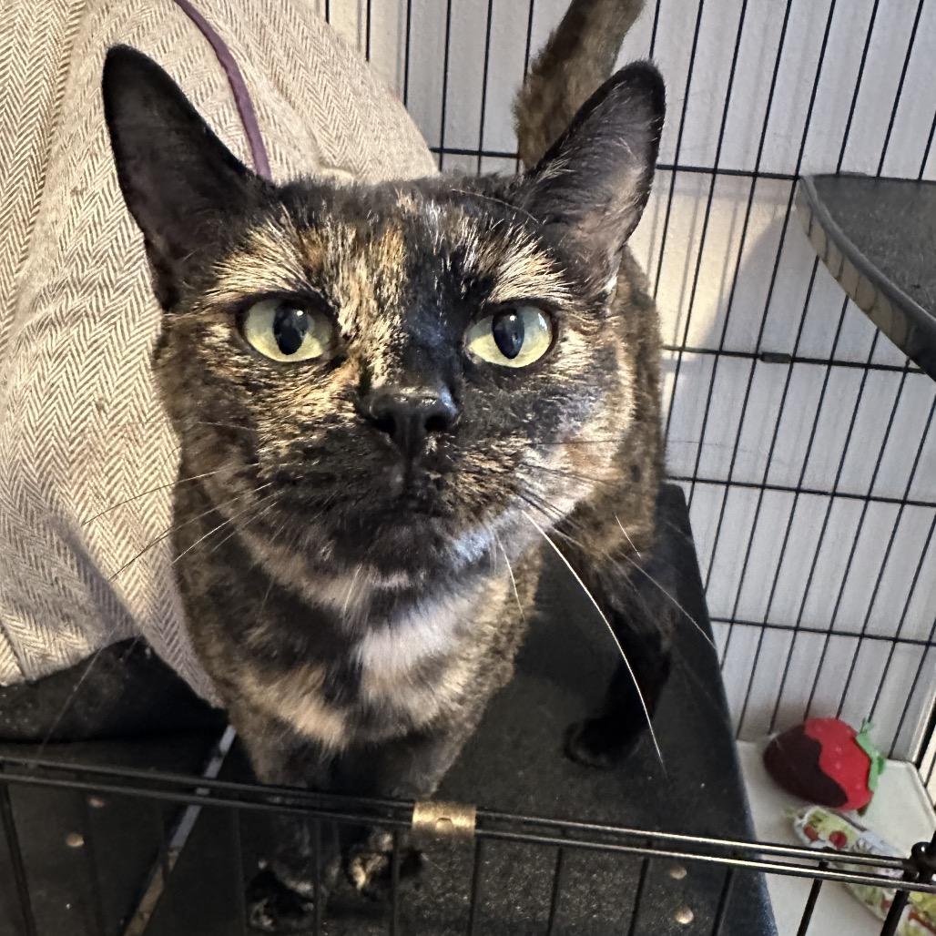 Enlarge Autumn, a Adoptable Domestic Short Hair in Priest River, ID image 3/4