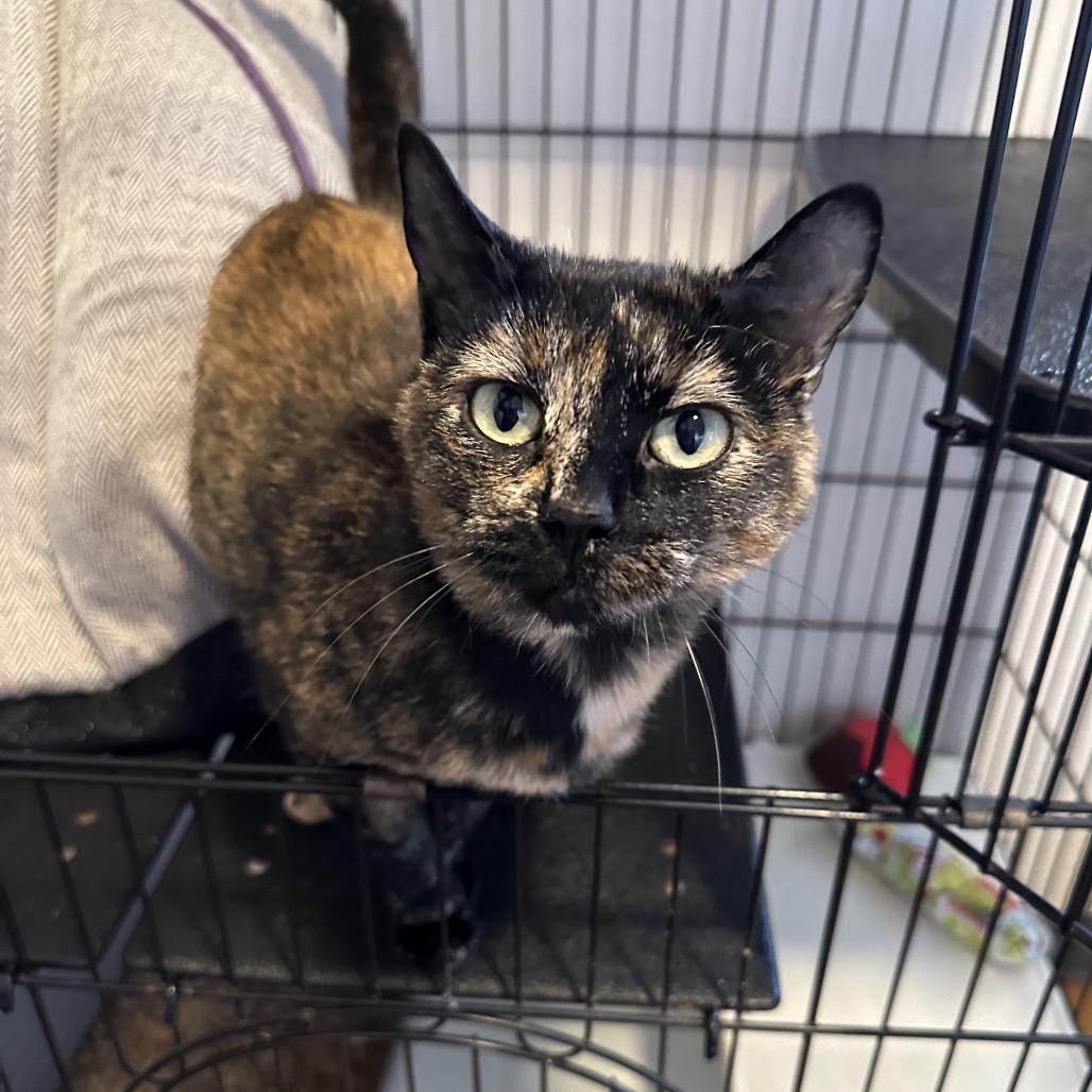 Enlarge Autumn, a Adoptable Domestic Short Hair in Priest River, ID image 4/4