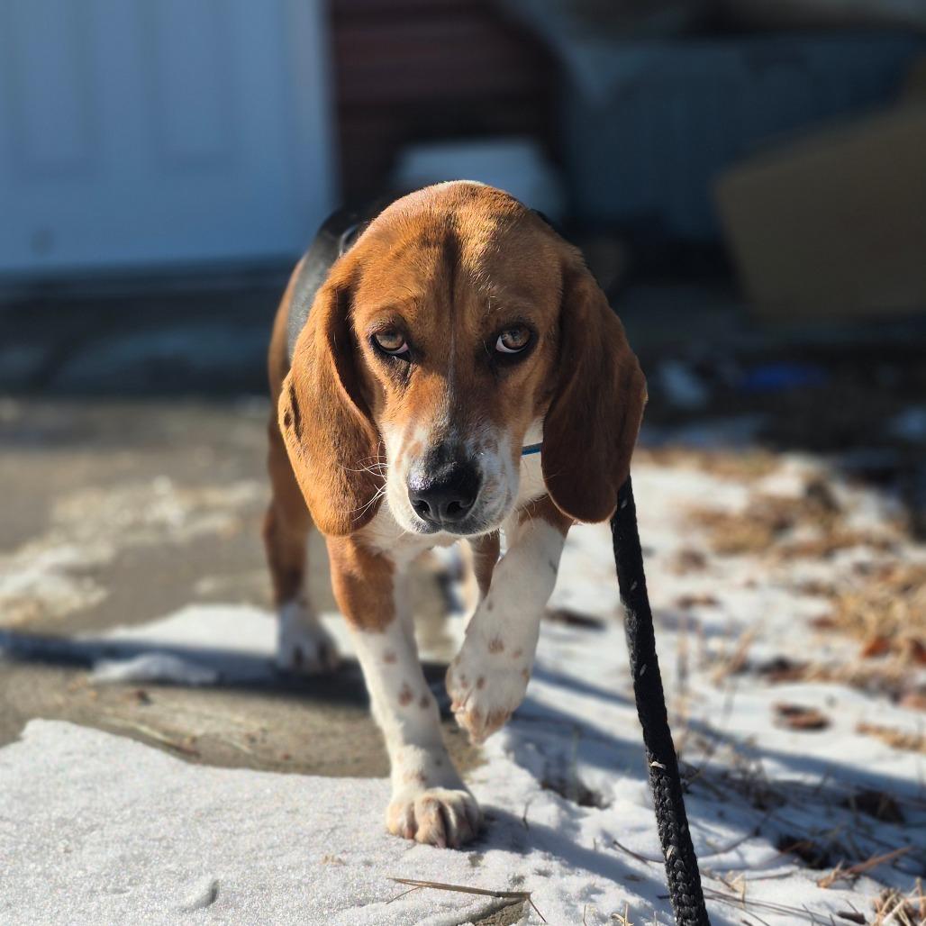 Enlarge Pizza, a Adoptable Beagle in Chesapeake, VA image 2/2