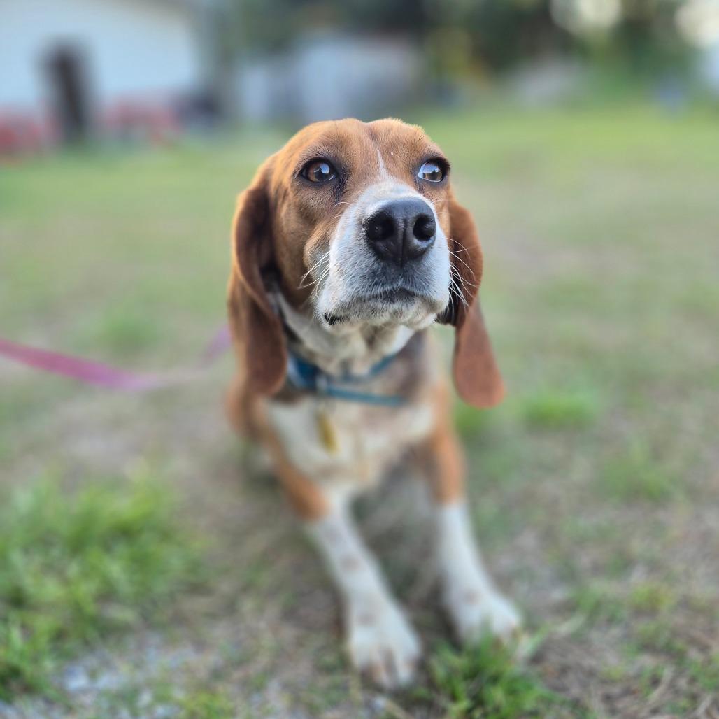 Enlarge Pizza, a Adoptable Beagle in Chesapeake, VA image 3/4