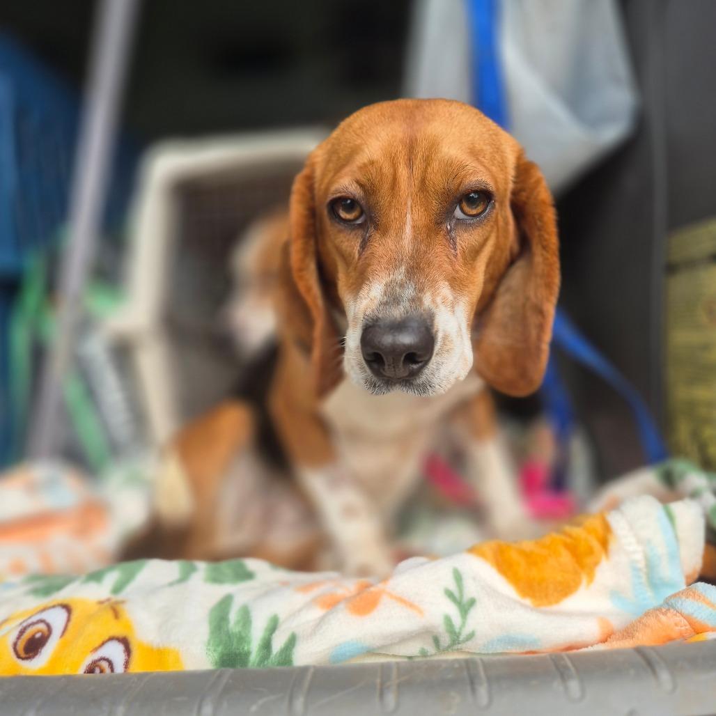 Enlarge Pizza, a Adoptable Beagle in Chesapeake, VA image 4/4