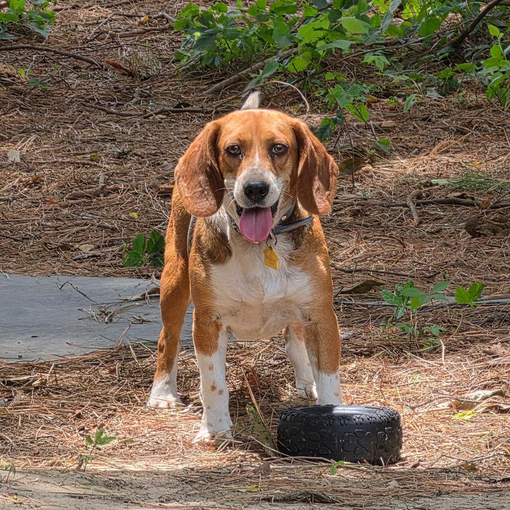 Enlarge Pizza, a Adoptable Beagle in Chesapeake, VA image 5/6