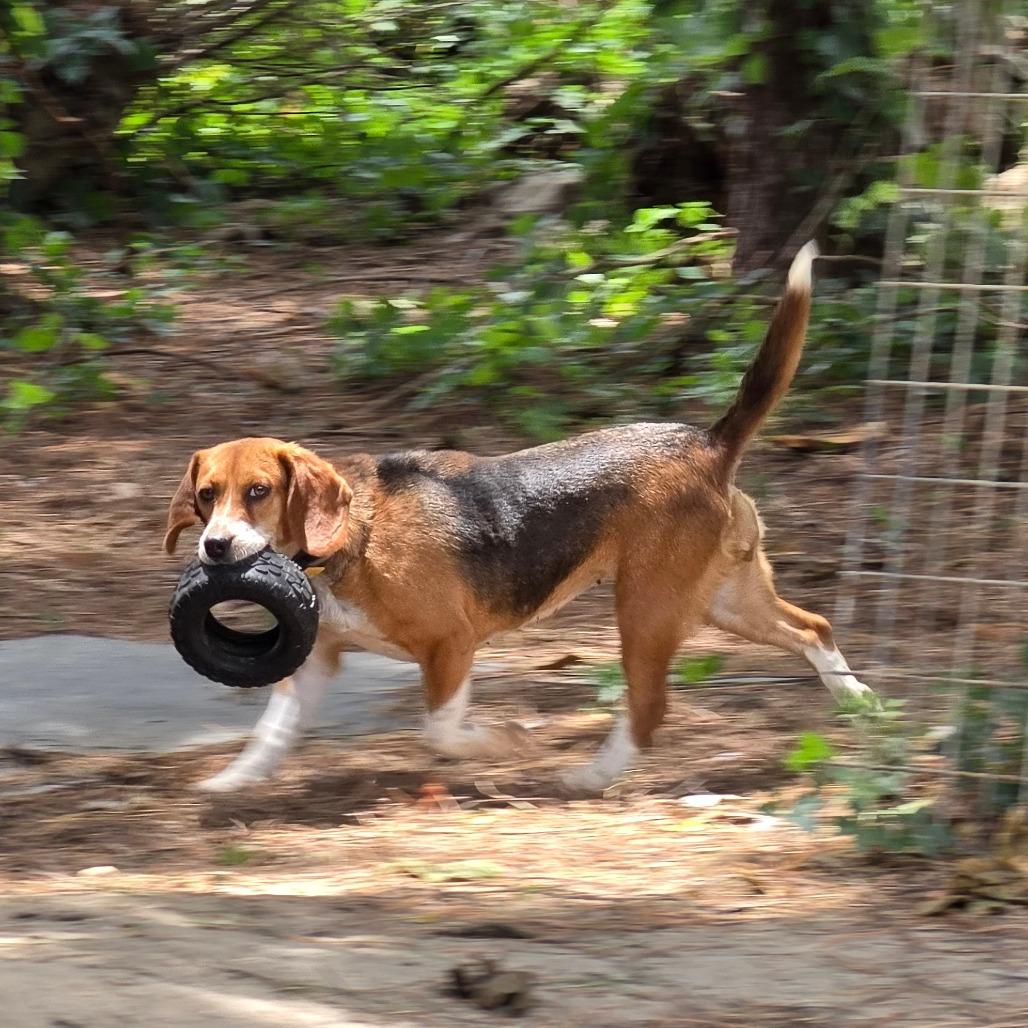 Enlarge Pizza, a Adoptable Beagle in Chesapeake, VA image 6/6